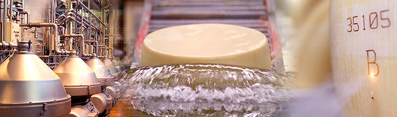 Biraghi formaggi azienda. Foto produzione delle forme di formaggio